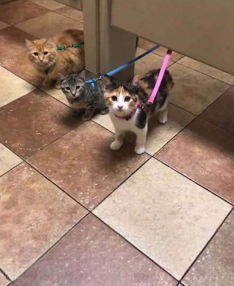 Three adorable kittens wearing colorful harnesses and leashes peek out from behind a counter, staring curiously toward the camera. Their wide-eyed expressions make it look like a tiny class of kittens has wandered off during an adventure, creating an irresistibly cute and funny scene.