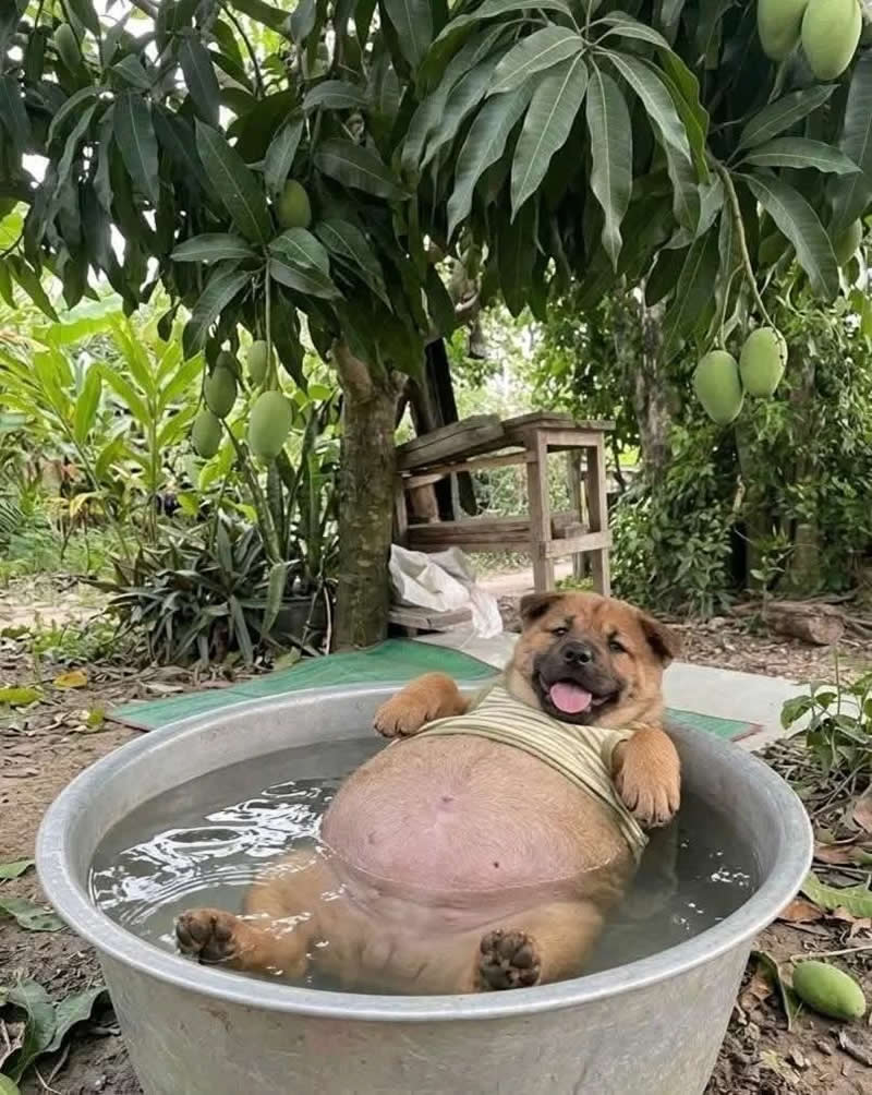 A chubby, happy puppy wearing a striped shirt lounges in a large metal tub filled with water beneath a mango tree. With its round belly floating, paws stretched out, and tongue hanging in a joyful grin, the adorable pup looks like it's enjoying the ultimate backyard spa day.