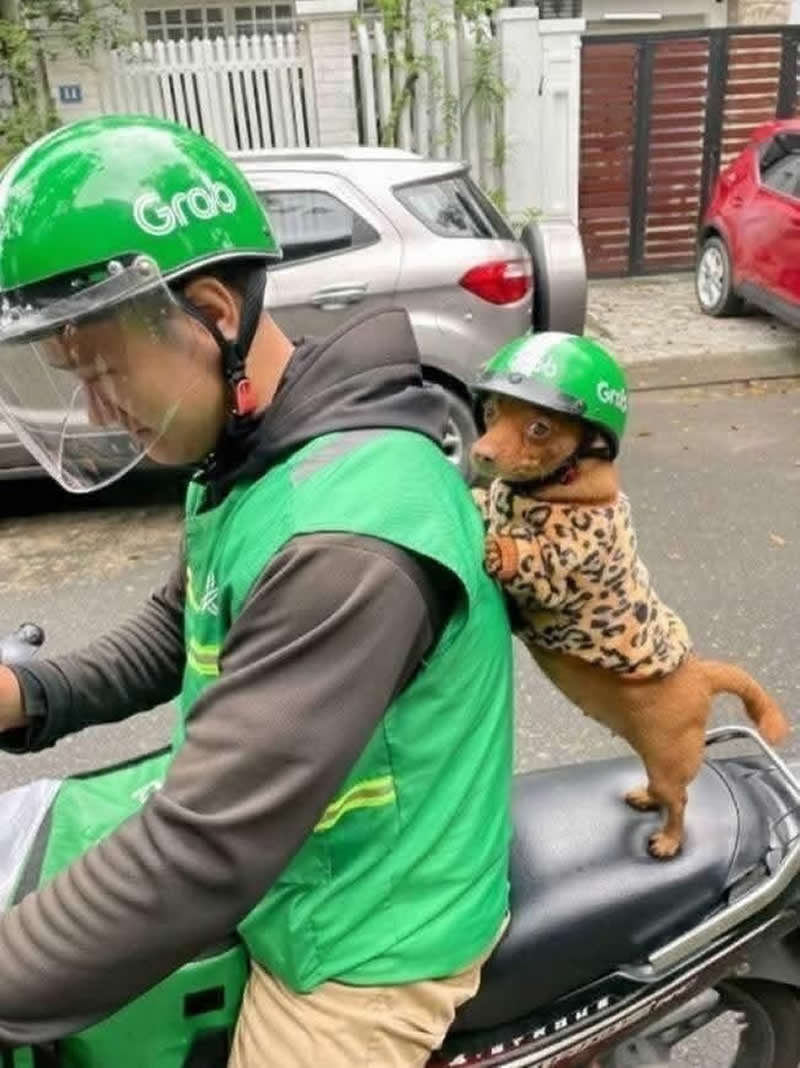 A tiny dog wearing a green delivery helmet and a leopard-print sweater stands on the back of a delivery scooter, holding onto the rider like a professional passenger. The adorable pup looks completely ready for another day of making deliveries alongside its human.