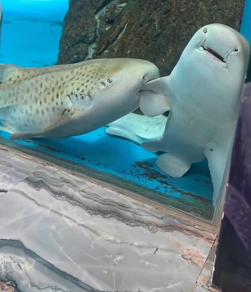 Two adorable sharks press close together inside an aquarium, with one appearing to gently nibble or whisper into the other's fin while the second shark wears a hilariously goofy smile. Their expressions make the scene look like an underwater friendship full of jokes and playful gossip.