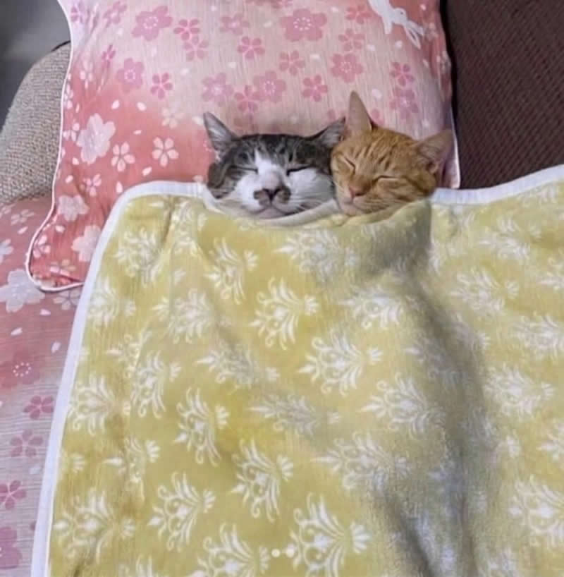 Two adorable cats sleep peacefully side by side under a cozy yellow blanket, resting on soft pillows with their eyes closed. Snuggled together like a couple sharing the bed, the heartwarming scene is irresistibly cute and full of cozy charm.
