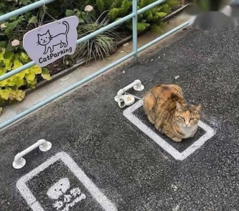 A calico cat sits perfectly inside a painted parking space beneath a sign reading "Cat Parking." Curled up like it belongs there, the confident feline hilariously looks as though it followed the rules and claimed its designated parking spot.