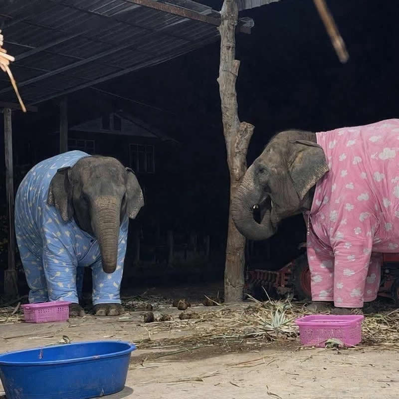 Two adorable elephants stand side by side at night wearing cozy full-body pajamas&mdash;one in blue and the other in pink with floral patterns. The charming bedtime outfits make the gentle giants look like they're ready for the world's cutest sleepover.