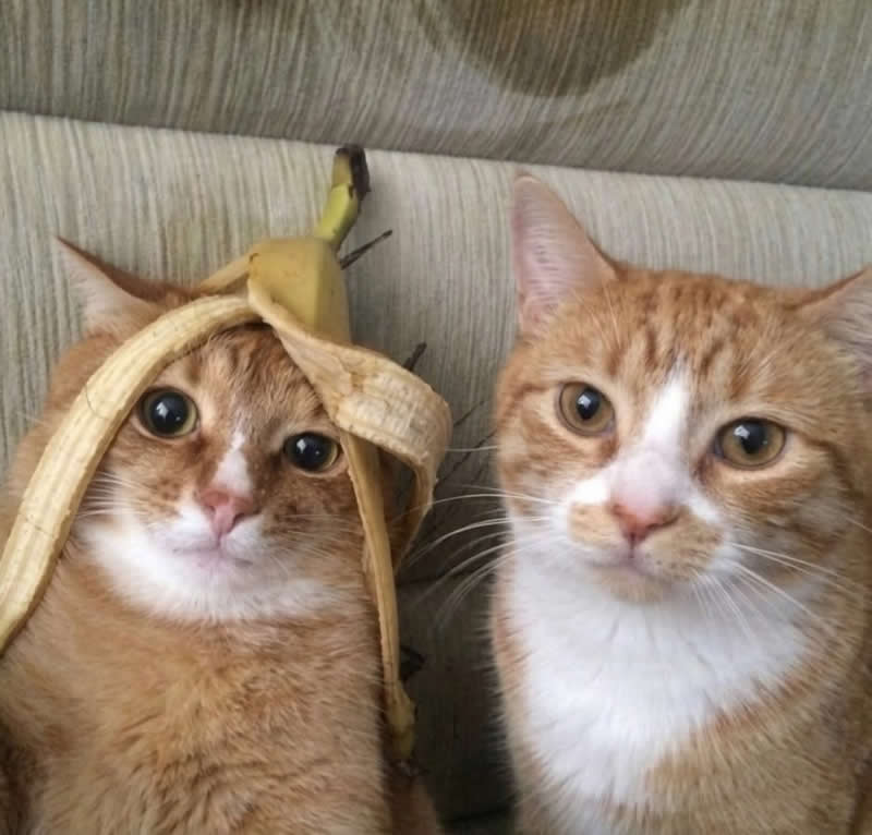 Two orange-and-white cats sit side by side on a couch, with one hilariously wearing a half-peeled banana like a hat while the other stares calmly at the camera. Their priceless expressions make the silly fruit fashion look oddly natural and irresistibly funny.