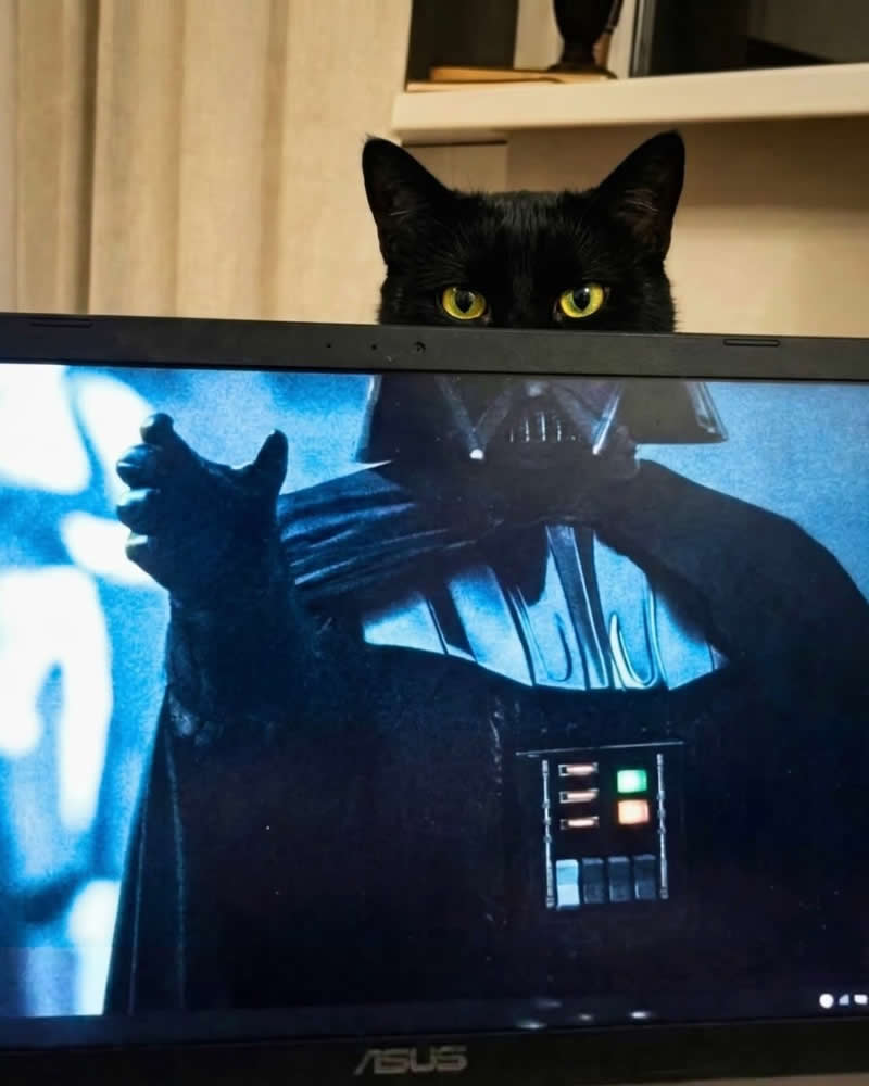 A sleek black cat peeks over the top of a laptop screen displaying a scene of Darth Vader, with only its bright yellow eyes and pointed ears visible. The perfect alignment makes the cat look like the adorable feline version of the iconic Star Wars villain.