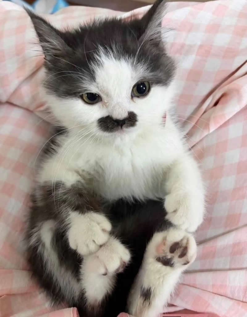 A fluffy black-and-white kitten lies comfortably on a pink checkered blanket, showing off an adorable black mustache-shaped marking beneath its tiny nose. With round eyes, soft paws, and a serious little expression, the kitten looks like the world's cutest miniature gentleman.