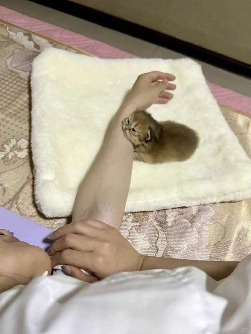 A tiny golden kitten curls up around a person's wrist on a soft white blanket, hugging the arm like the cutest living bracelet. The sleepy little furball looks completely content, creating an irresistibly sweet and funny moment of tiny-cat affection.