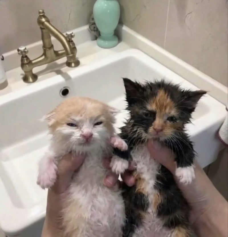 Two soaking-wet kittens are being held above a bathroom sink after a bath, both wearing hilariously grumpy expressions. Their tiny soggy fur and unimpressed faces make it look like they've unanimously decided that bath time is the worst invention ever.