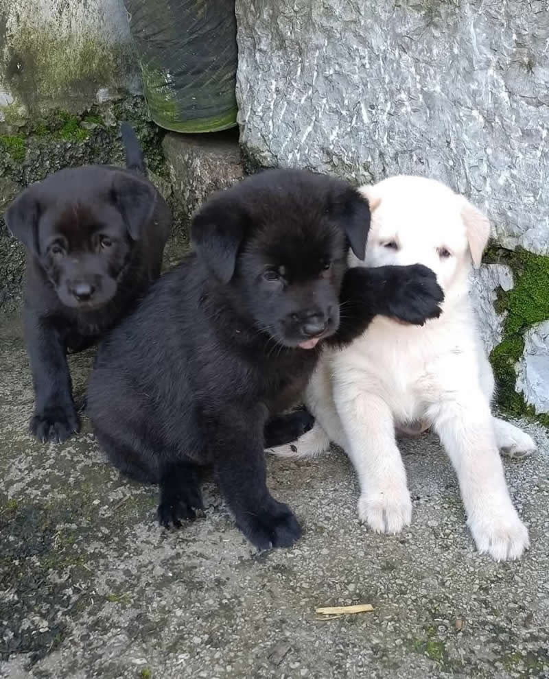 Three adorable puppies sit together outdoors, with one mischievous black puppy playfully covering the eyes of a white puppy using its paw while another black puppy looks on. The hilarious moment perfectly captures playful sibling antics and irresistible puppy charm.