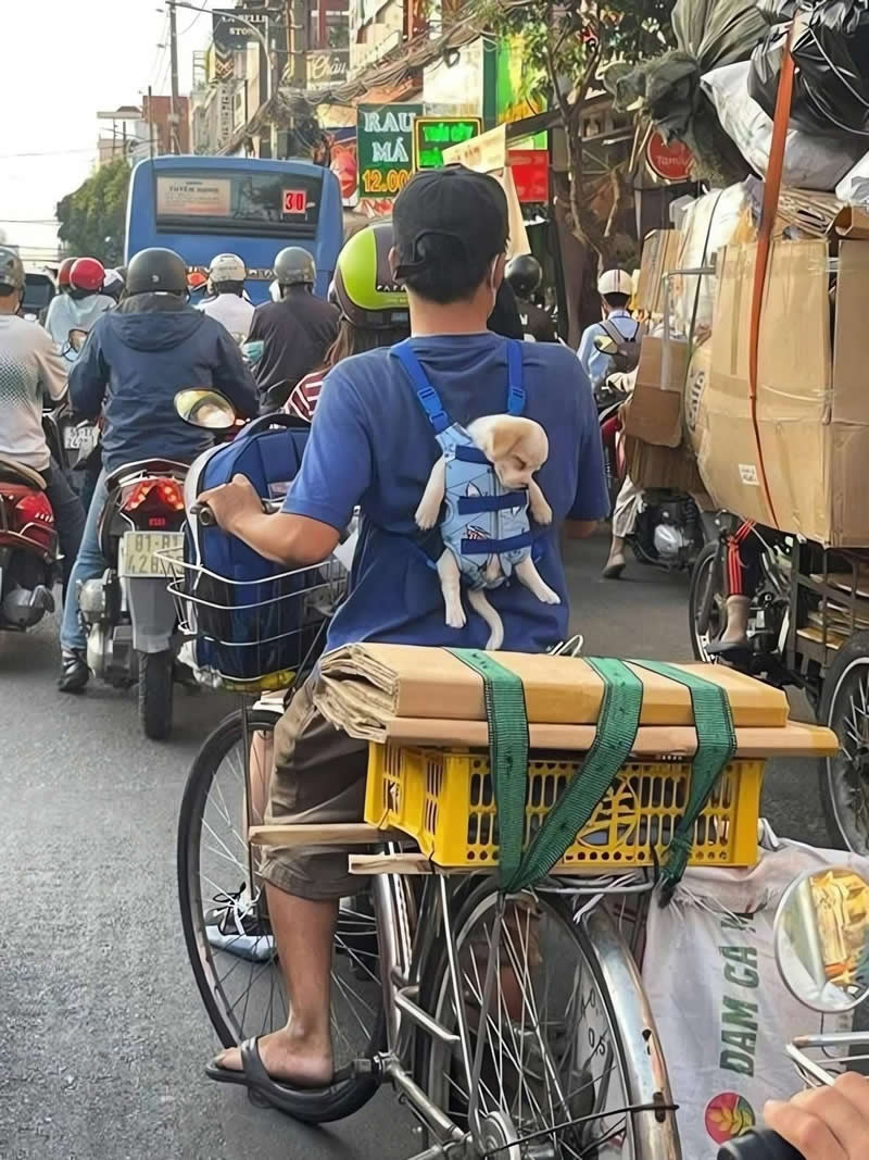 A tiny puppy rides comfortably in a front-facing pet carrier strapped to a cyclist's back while weaving through busy city traffic. With sleepy eyes and floppy paws hanging out, the adorable little passenger looks like the world's cutest commuting companion.