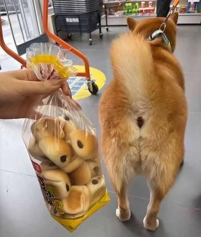 A fluffy Shiba Inu stands in a store with its curled tail raised, while someone holds a bag of small round bread rolls beside it. The dog's perfectly golden, rounded backside hilariously resembles the soft buns, creating a funny side-by-side comparison that's impossible to unsee.