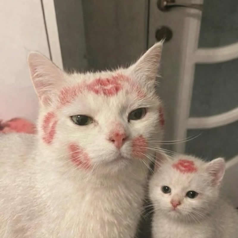 A white mother cat and her tiny kitten sit together with bright pink lipstick kiss marks stamped across their faces and fur. Their adorably unimpressed expressions make it look like they survived an overenthusiastic cuddle session and are questioning every life choice that led to it.