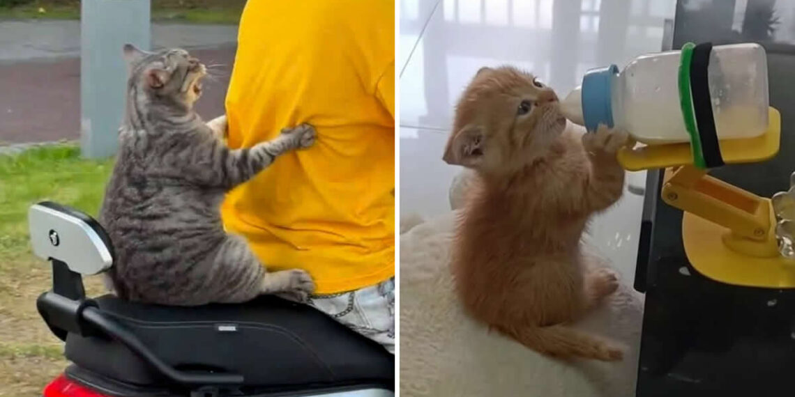 Animal Photos That Perfectly Capture Everyday Chaos