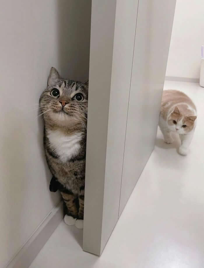 A wide-eyed tabby cat hides behind a narrow wall while another cream-colored cat walks toward it in a bright hallway, creating a funny and adorable hide-and-seek moment.