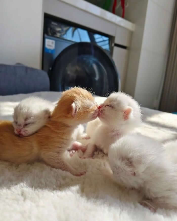 Four newborn kittens cuddle on a soft blanket as two tiny kittens touch noses like a kiss while the others nap peacefully in warm sunlight, creating an adorable and heartwarming moment.
