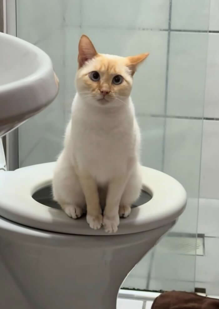 A cream-colored cat sits neatly on a toilet seat in a bathroom, staring directly at the camera with a curious expression, creating a funny and adorable moment.