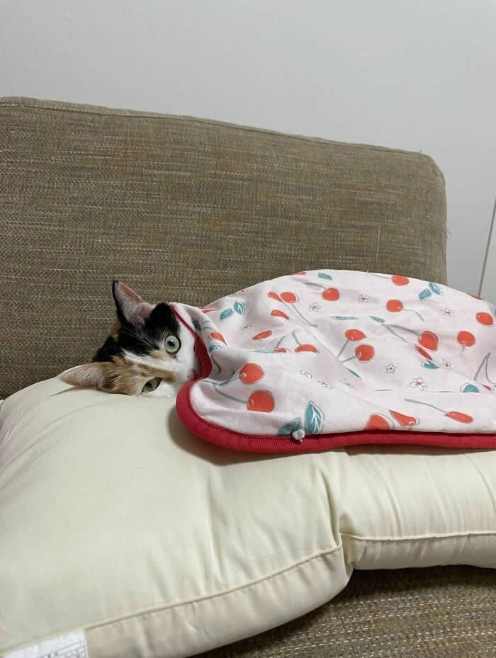 A calico cat lies tucked under a cherry-patterned blanket on a couch, resting its head on a pillow while peeking out with sleepy eyes in an adorable and cozy moment.