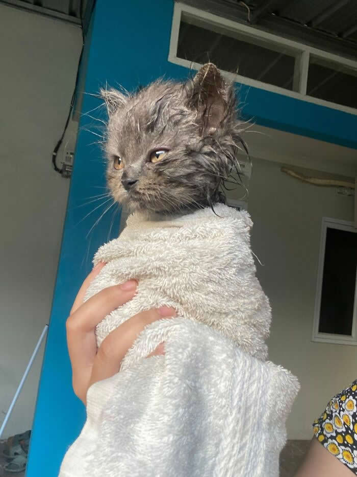 A wet gray kitten is wrapped in a white towel after a bath, giving an unimpressed expression with messy fur and sleepy eyes, creating a funny and adorable moment.