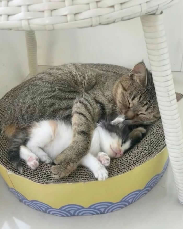 A tabby cat cuddles a sleeping black-and-white kitten inside a round cardboard cat bed, wrapping its paws protectively around the tiny kitten in an adorable and heartwarming scene.