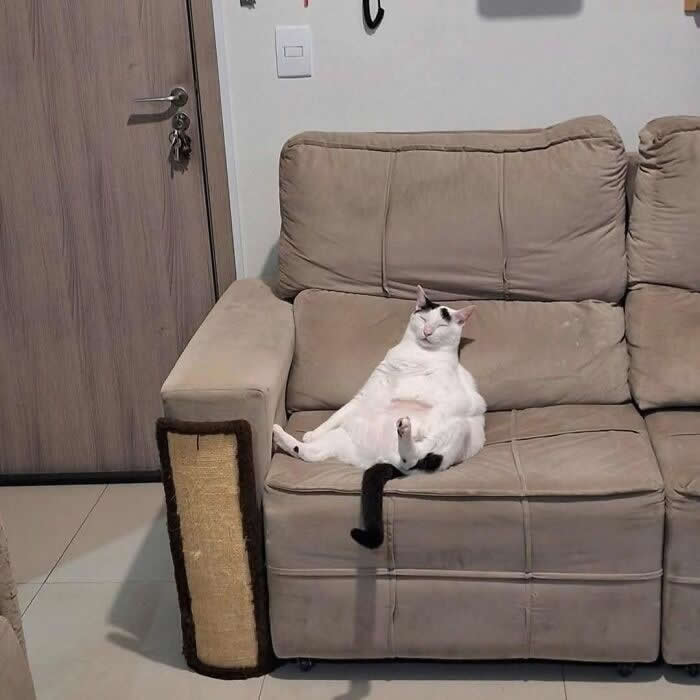 A chubby white cat sits reclined on a beige couch with its legs stretched out and eyes closed, looking completely relaxed in a funny, human-like lounging pose.