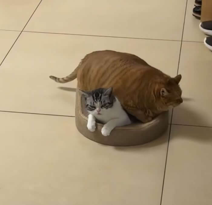 A mother cat cuddles a tiny gray kitten in a soft pet bed, wrapping one paw protectively around the sleepy kitten while looking alert, creating a heartwarming and adorable scene.