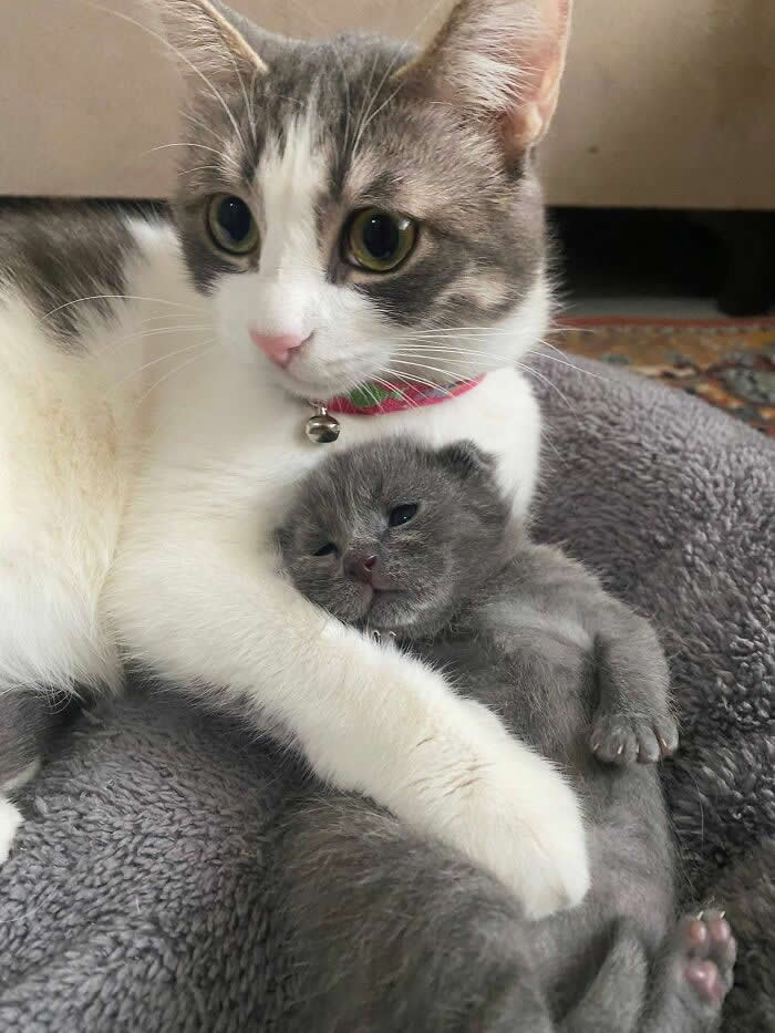 A gray-and-white mother cat gently hugs her tiny gray kitten in a cozy pet bed, creating a heartwarming scene of love, protection, and adorable family bonding.