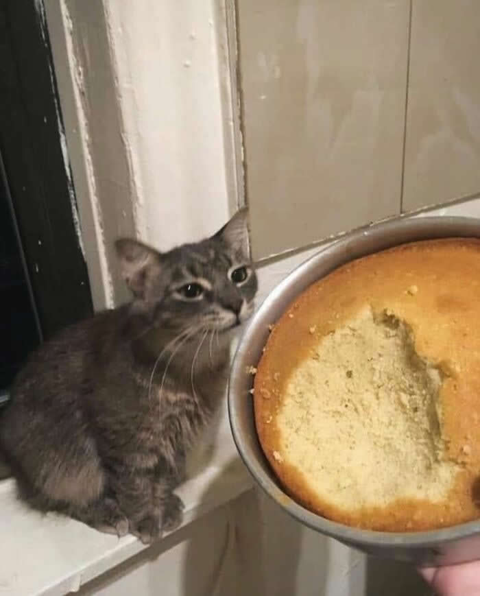 A gray kitten sits beside a freshly baked cake with a large slice missing, gazing at it with a curious expression in a funny and adorable kitchen moment.