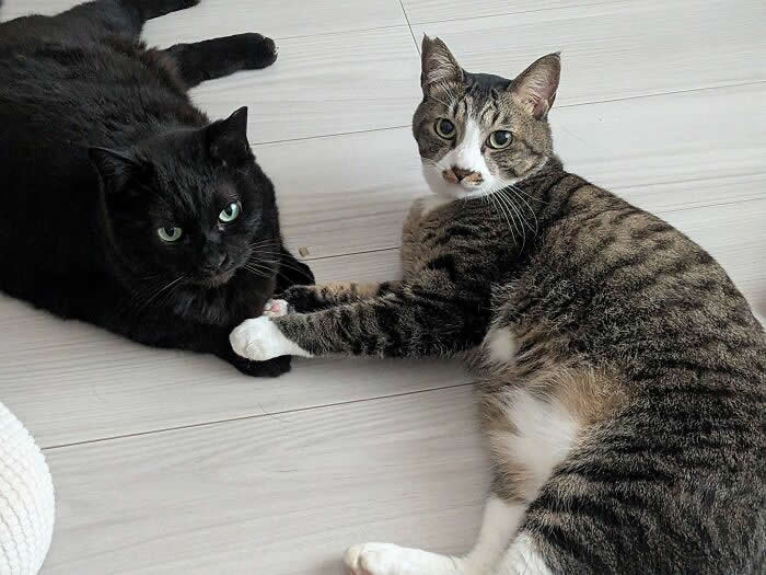 A black cat and a tabby cat lie on the floor with their front paws touching while looking directly at the camera, creating a funny and heartwarming moment of feline friendship.