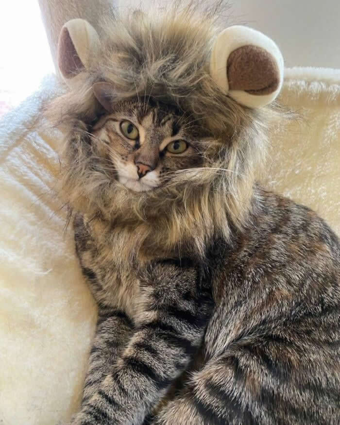 A tabby cat wears a fluffy lion mane costume while lounging on a soft cat tree, giving a serious expression that creates a funny and adorable mini lion appearance.