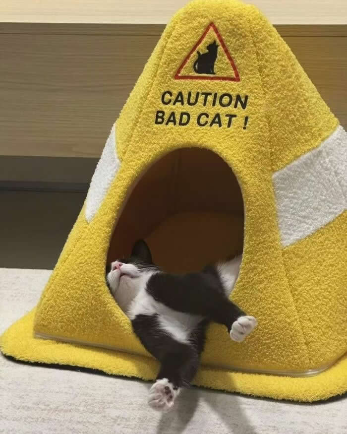 A black-and-white kitten sprawls out of a yellow cat house labeled "Caution: Bad Cat!" with one paw covering its face, creating a funny and adorable lounging moment.