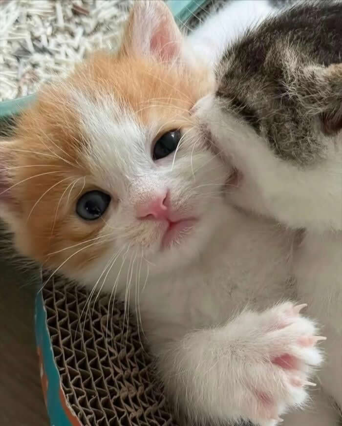 A ginger-and-white kitten gazes at the camera while another kitten nuzzles its cheek, creating a heartwarming close-up filled with tiny paws, fluffy fur, and adorable affection.