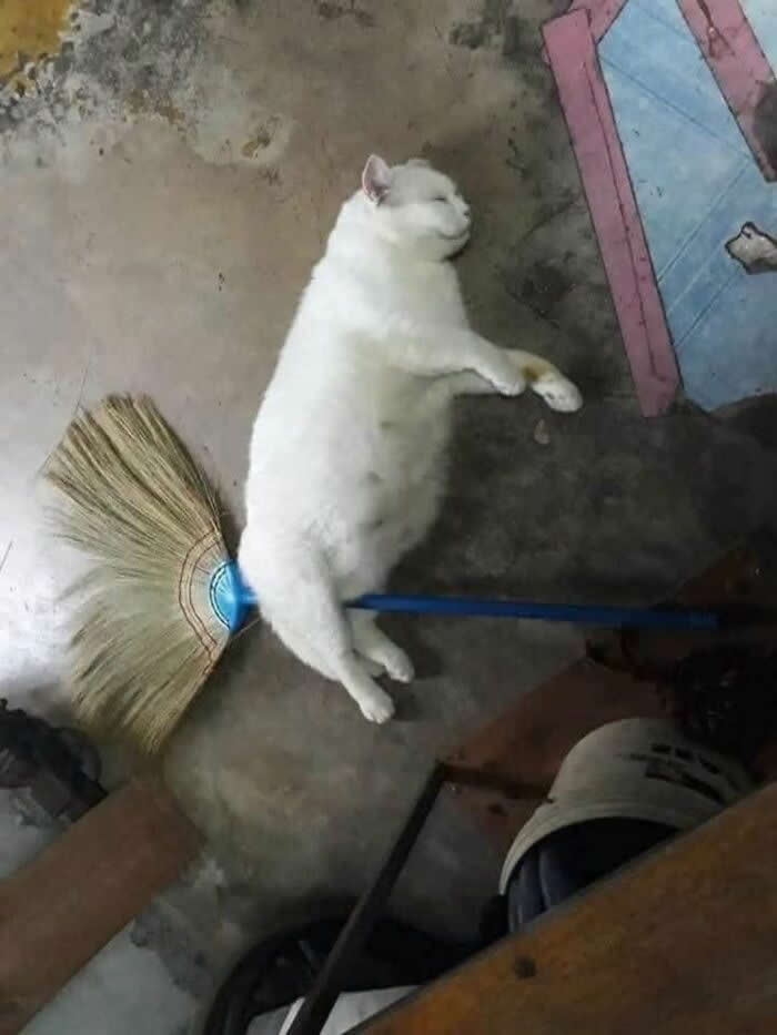 A fluffy white cat lies on the floor beside a broom, creating the funny illusion that the broom is the cat's tail, making for an adorable and humorous moment.
