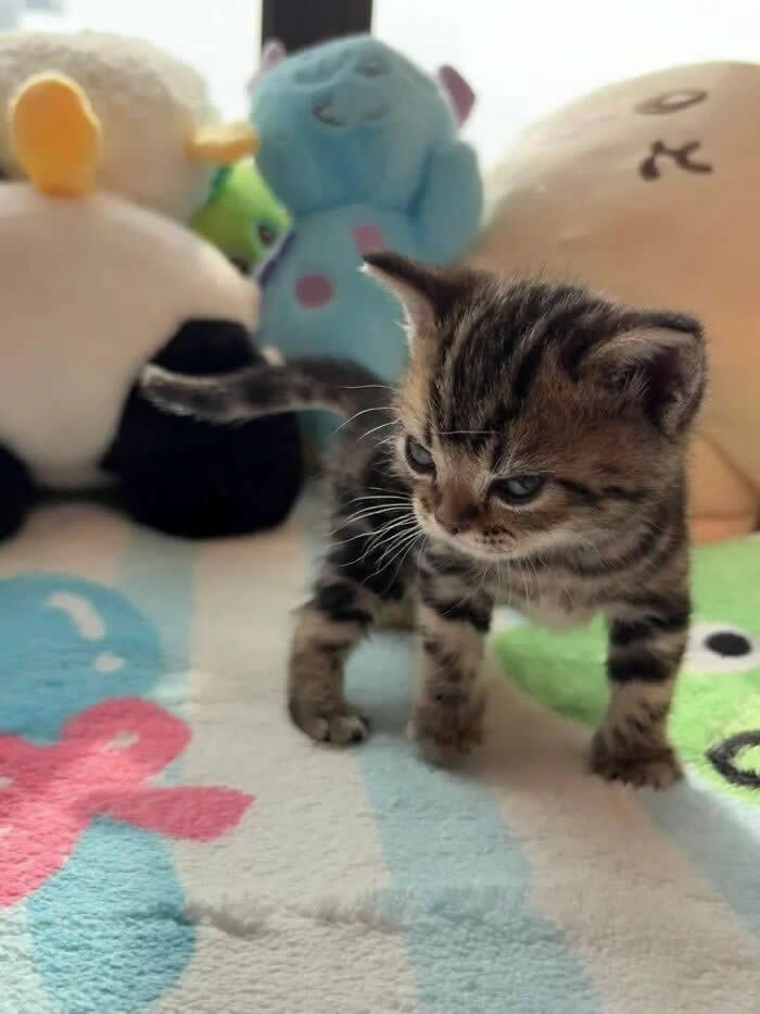 A tiny tabby kitten walks across a colorful blanket surrounded by plush toys, wearing a grumpy yet adorable expression that makes the scene both funny and irresistibly cute.