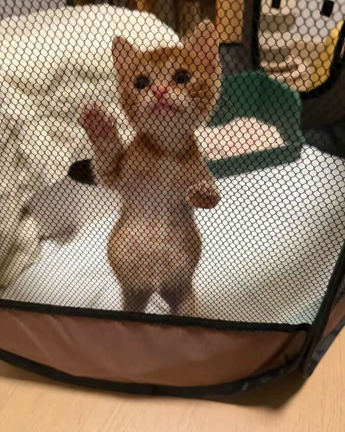 A tiny ginger kitten stands upright against a mesh playpen with one paw raised, looking out with wide curious eyes in an adorable and funny moment.