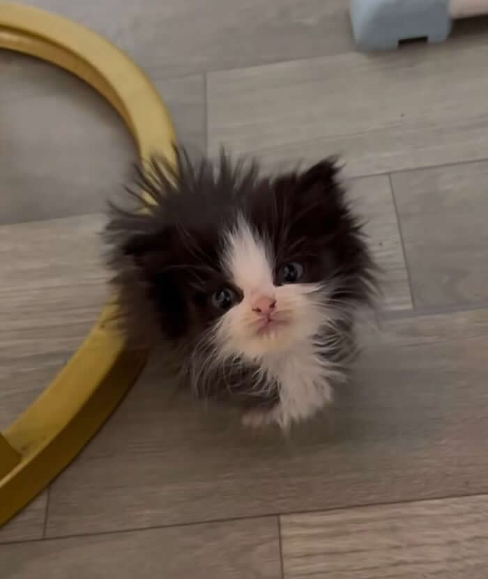 A fluffy black-and-white kitten with wild, messy fur looks up at the camera with big round eyes while standing on a wooden floor, creating a funny and incredibly adorable moment.