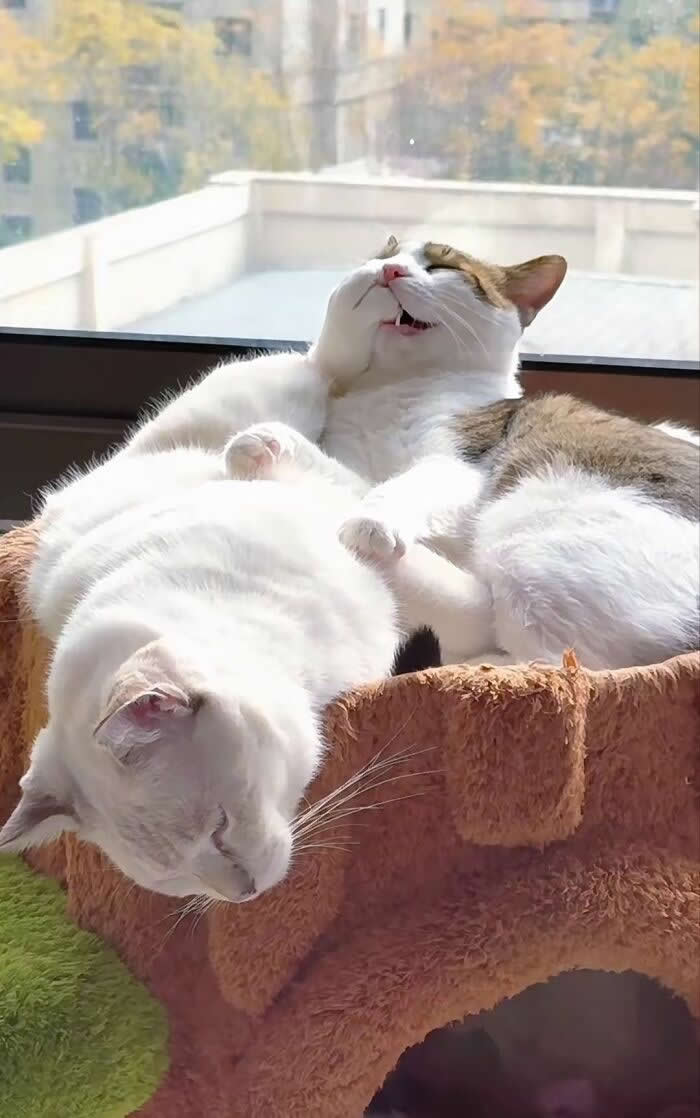 Three cats nap together in a small cat bed by a sunny window, with one cat lying back and smiling while the others sleep peacefully, creating a funny and heartwarming moment.