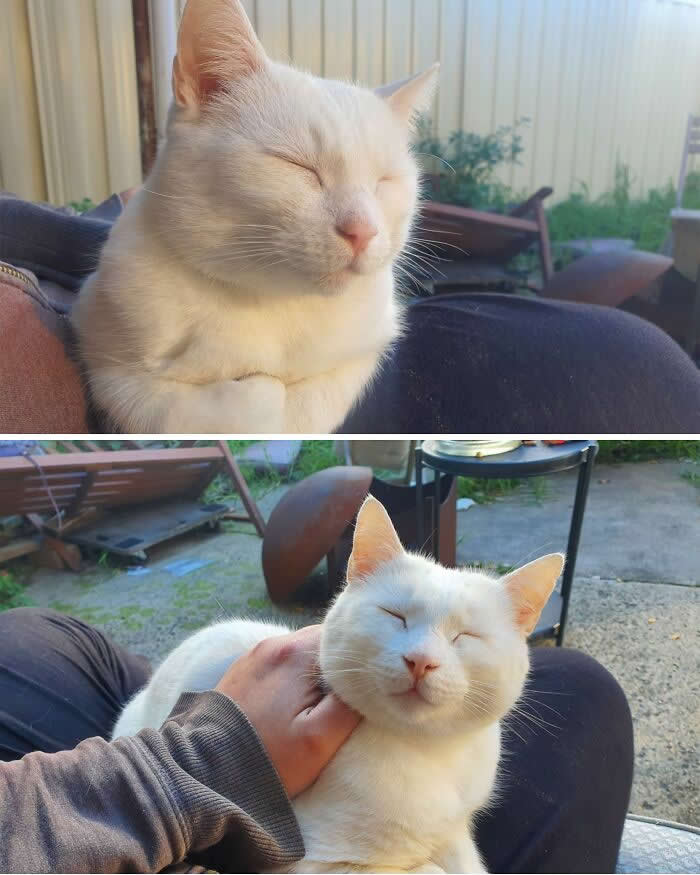 A two-photo collage shows a white cat sitting contentedly on someone's lap, smiling with its eyes closed as it enjoys a gentle chin scratch outdoors in warm evening light.
