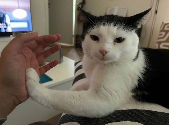 A black-and-white cat extends one paw against a person's hand while looking calmly at the camera, creating a funny moment that looks like the cat is saying, "Talk to the paw."