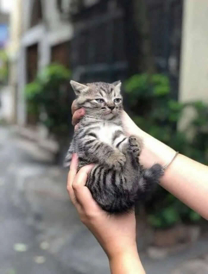 A tiny gray tabby kitten is gently held in someone's hands outdoors, sitting with its paws tucked in and wearing a grumpy yet adorable expression against a softly blurred background.
