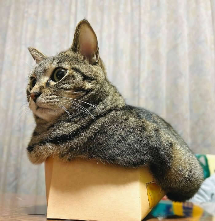 A chubby tabby cat squeezes into a very small cardboard box, overflowing the sides while looking off to the side with wide, curious eyes in a funny and adorable moment.