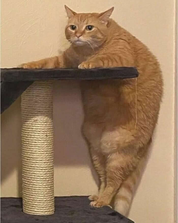 A chunky ginger cat hangs awkwardly from the edge of a cat tree with its back legs dangling while staring ahead with a blank expression, creating a funny and adorable moment.