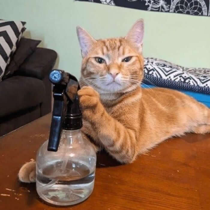 An orange tabby cat lounges on a table with one paw resting on a spray bottle filled with water, giving a confident and amused expression in a funny, human-like pose.