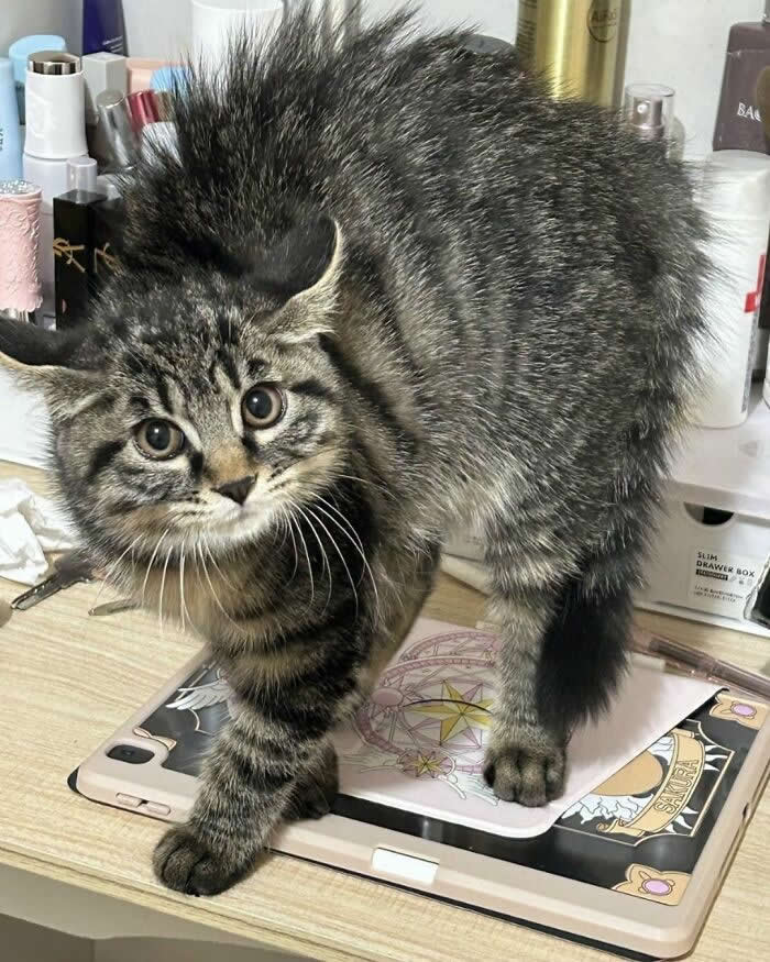 A fluffy tabby cat stands with its back arched and fur puffed up while looking at the camera with wide eyes, creating a funny and adorable startled pose on a desk.