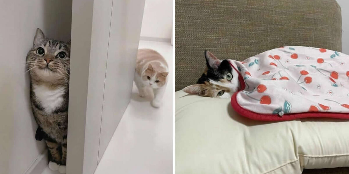 unny, Cute, and Totally Relatable Photos of Cats