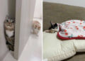 unny, Cute, and Totally Relatable Photos of Cats
