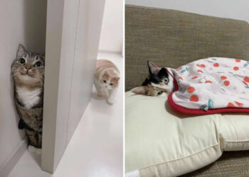 unny, Cute, and Totally Relatable Photos of Cats