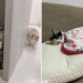 unny, Cute, and Totally Relatable Photos of Cats