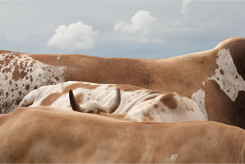 These Hasselblad Masters 2026 Winning Photos Are Pure Visual Perfection 25 Art - Winner: Waste Colonialism (Sapi-Sapi Piyungan) by Yudha Kusuma Putera, Indonesia - Hasselblad Masters 2026 Winners