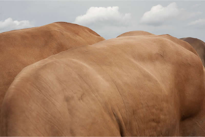 These Hasselblad Masters 2026 Winning Photos Are Pure Visual Perfection 26 Art - Winner: Waste Colonialism (Sapi-Sapi Piyungan) by Yudha Kusuma Putera, Indonesia - Hasselblad Masters 2026 Winners