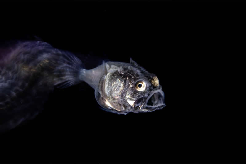 These Hasselblad Masters 2026 Winning Photos Are Pure Visual Perfection 35 Project//21 - Winner: Dwellers of the Night by Panitbhand Paribatra Na Ayudhya, Thailand - Hasselblad Masters 2026 Winners